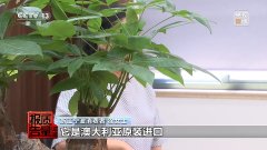 <b>国产食物穿“洋马甲”高价收割起底“假洋牌”</b>